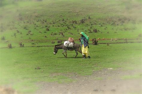  The Kindhearted Donkey? Unraveling Ethiopian Wisdom Through a Beast of Burden!